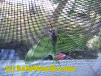 /home//u458753944/public_html/sourcegallery////Insects and small critters/butterflies and moths (Lepidoptera)/P1070592.JPG